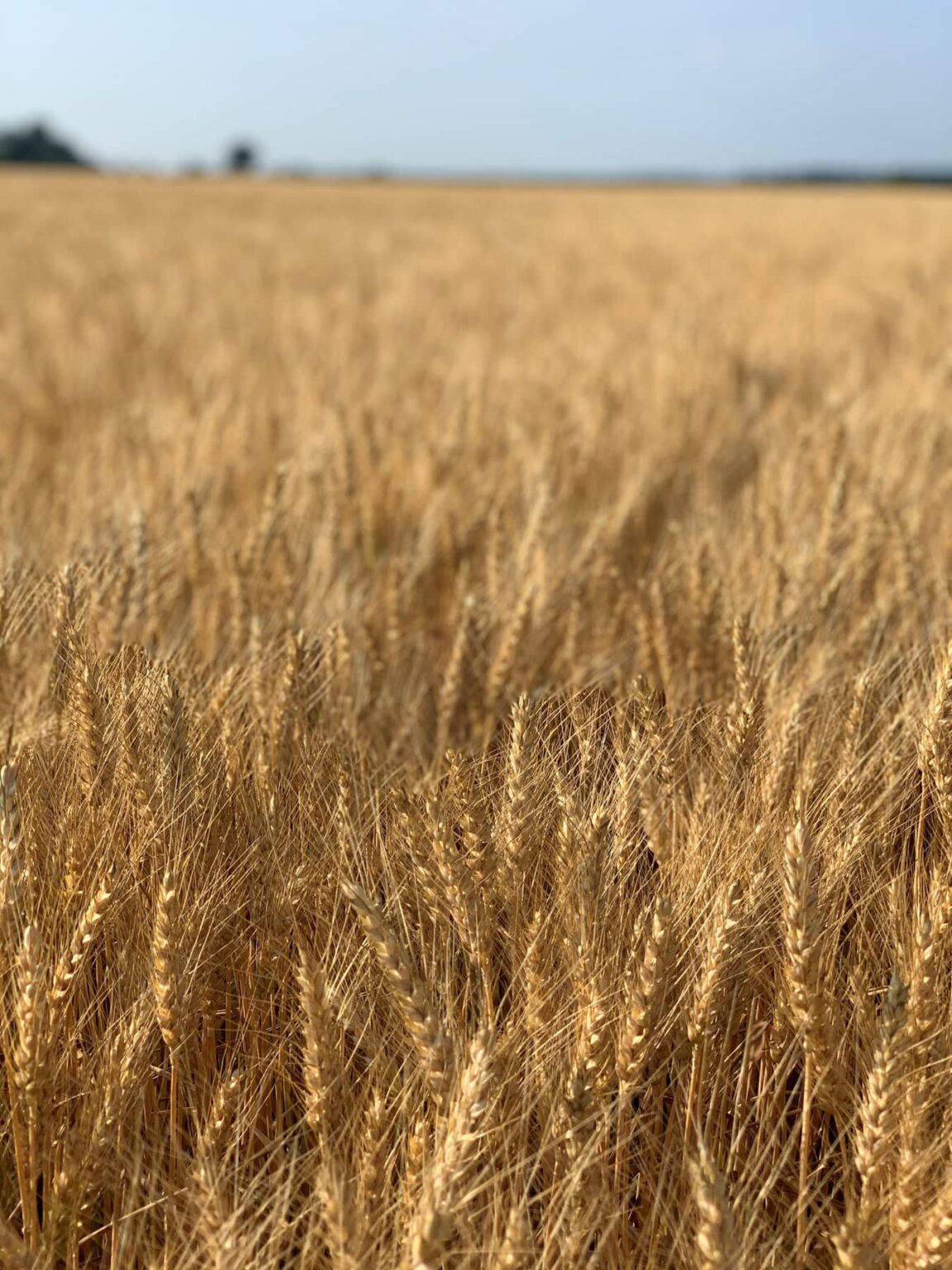 Foundation Seed Michigan Crop Improvement Association