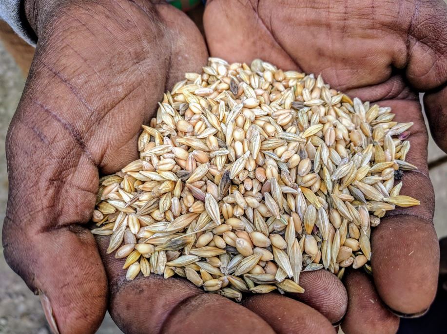 Nearly Lost Ancient Grain Tradition Could Be the Future of Farming