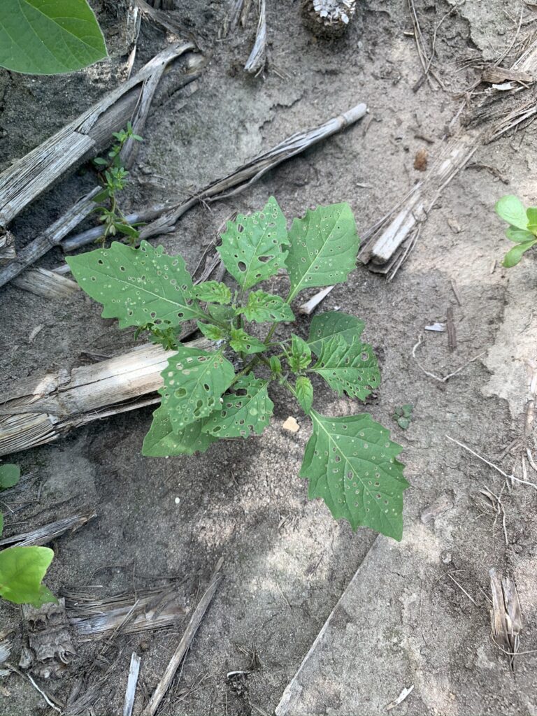 Be on Weed Watch for Black Nightshade