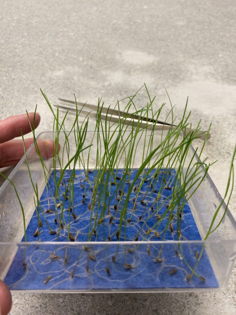 Grass Seed Testing
