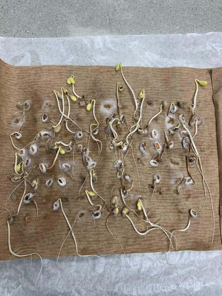 Soybean Seed Quality in the Lab
