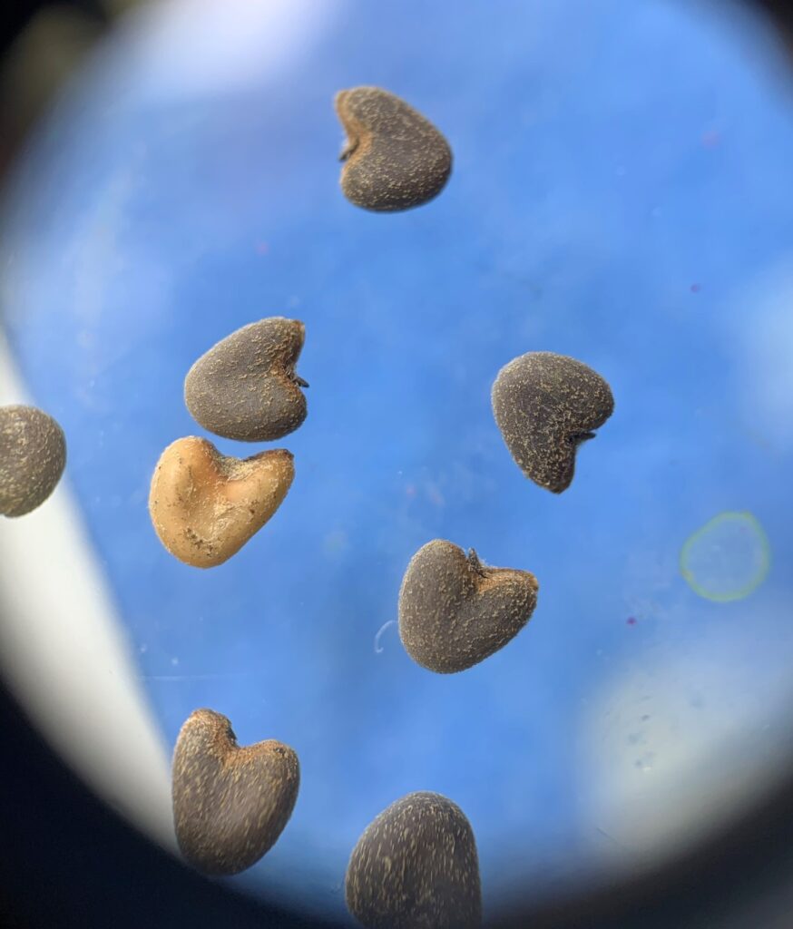 What Are Those Heart Shaped Seeds?